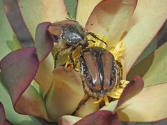 Trichostetha capensis hottentotta
