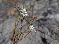 Euchaetis elsieae