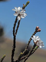 Euchaetis elsieae