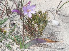 Ixia latifolia