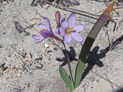 Ixia latifolia