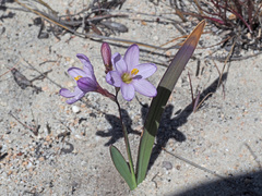 Ixia latifolia