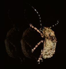 Phloeobius