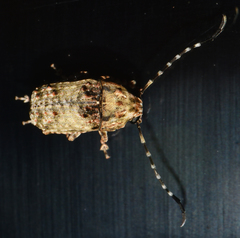 Phloeobius