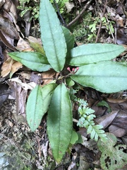 Ardisia brevicaulis