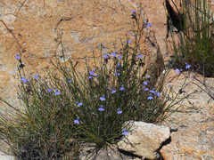 Lobelia capillifolia