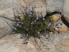Lobelia capillifolia
