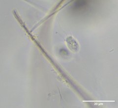 Codosiga