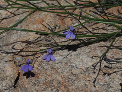Lobelia capillifolia
