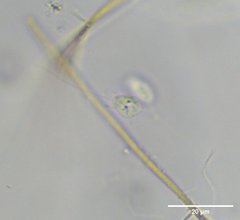 Codosiga