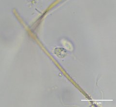 Codosiga