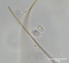 Codosiga