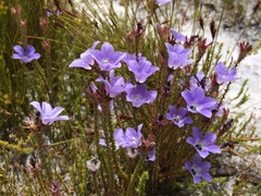 Roella triflora