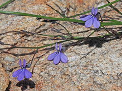 Lobelia capillifolia