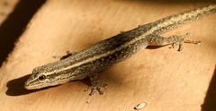 Lygodactylus bradfieldi