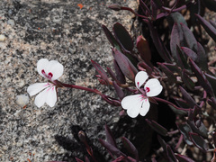Pelargonium lanceolatum