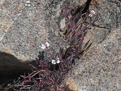 Pelargonium lanceolatum