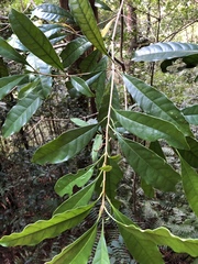Osmanthus matsumuranus