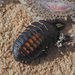 Trilobite Cockroaches - Photo (c) Felix Riegel, some rights reserved (CC BY-NC), uploaded by Felix Riegel