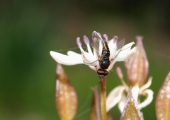 Australiphthiria hilaris