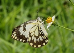 Belenois creona