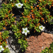 Acrosanthes parviflora - Photo (c) Felix Riegel, algunos derechos reservados (CC BY-NC), subido por Felix Riegel