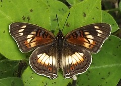 Junonia sophia