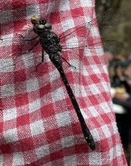 Austroaeschna anacantha