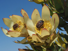 Leucadendron barkerae
