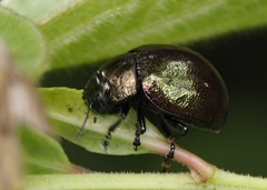 Chrysolinina