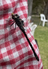 Austroaeschna anacantha