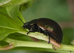 Chrysolinina
