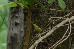 Zosterops virens virens