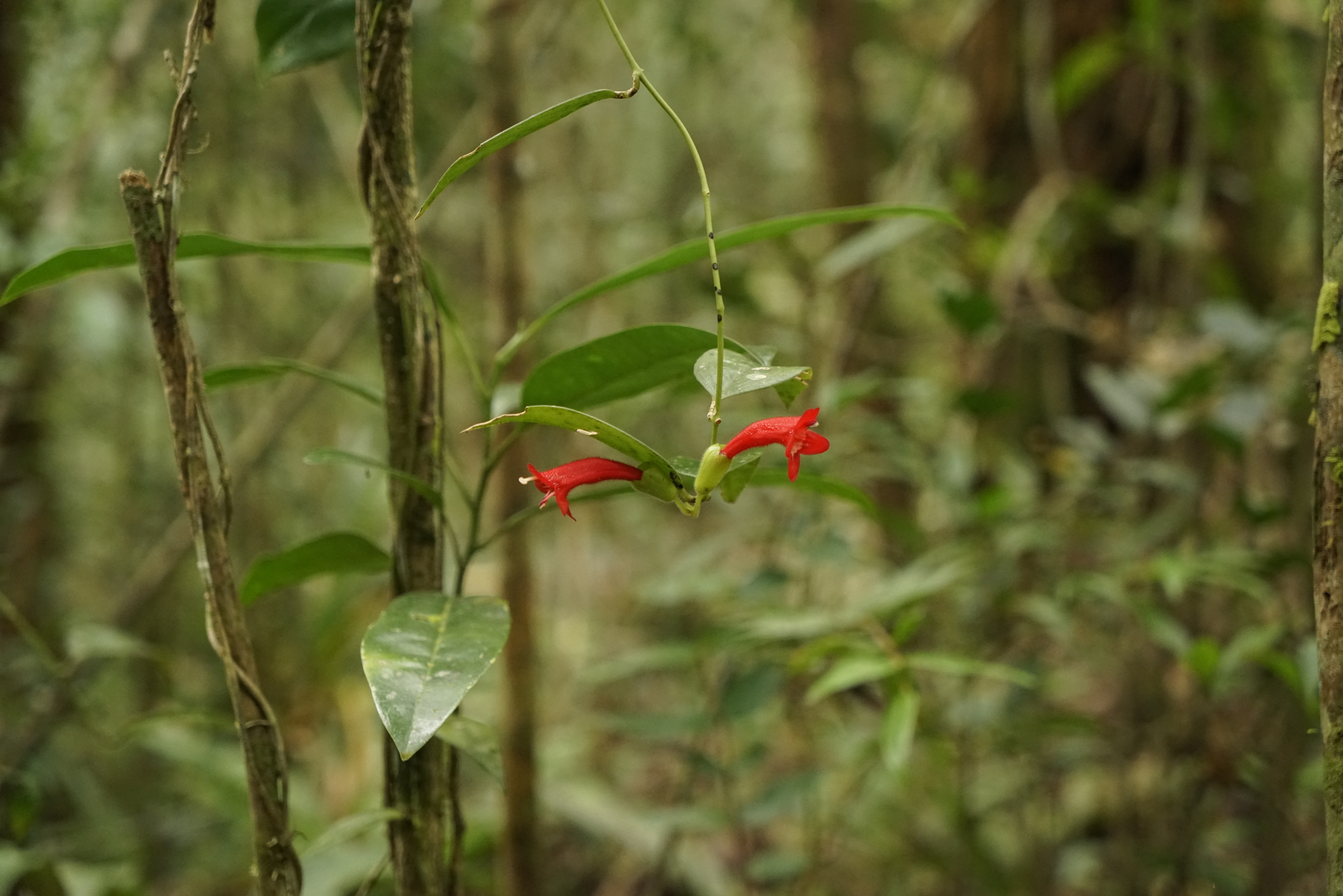 Aeschynanthus siphonanthus C.B.Clarke