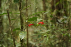 Aeschynanthus siphonanthus