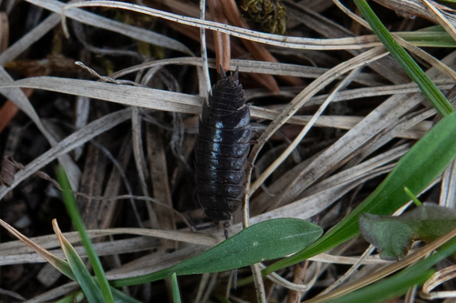Protracheoniscus anatolii