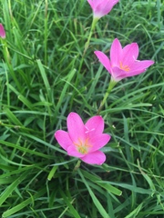 Zephyranthes rosea