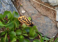 Setina aurita