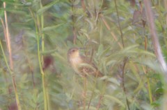 Locustella lanceolata