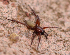 Gnaphosidae