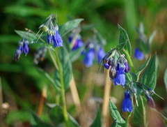 Mertensia paniculata paniculata