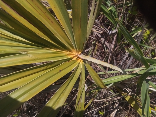 Hyphaene coriacea image