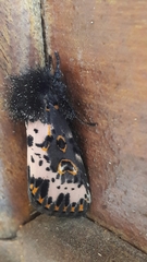 Xanthopastis timais