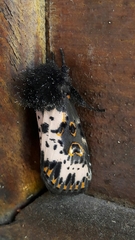 Xanthopastis timais