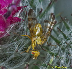 Terellia nigronota
