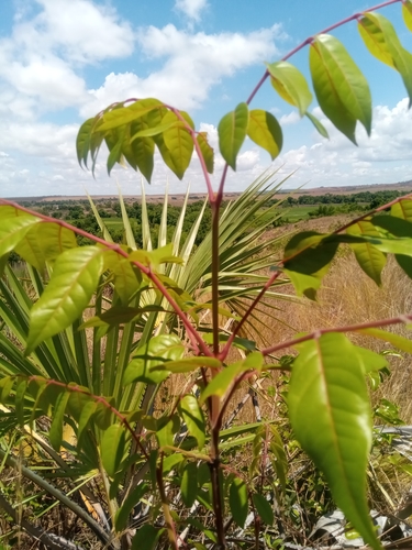 Stereospermum euphorioides image