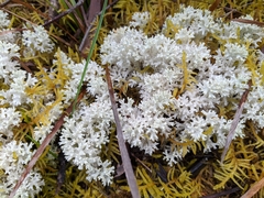 Pulchrocladia retipora