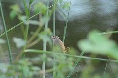 Prinia subflava affinis