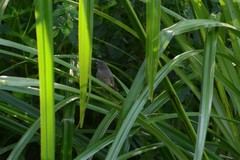 Prinia subflava affinis
