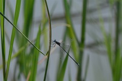 Lestes plagiatus
